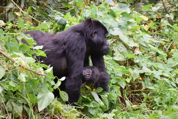 Image number 3 for Best Of Uganda Gorillas And Primates