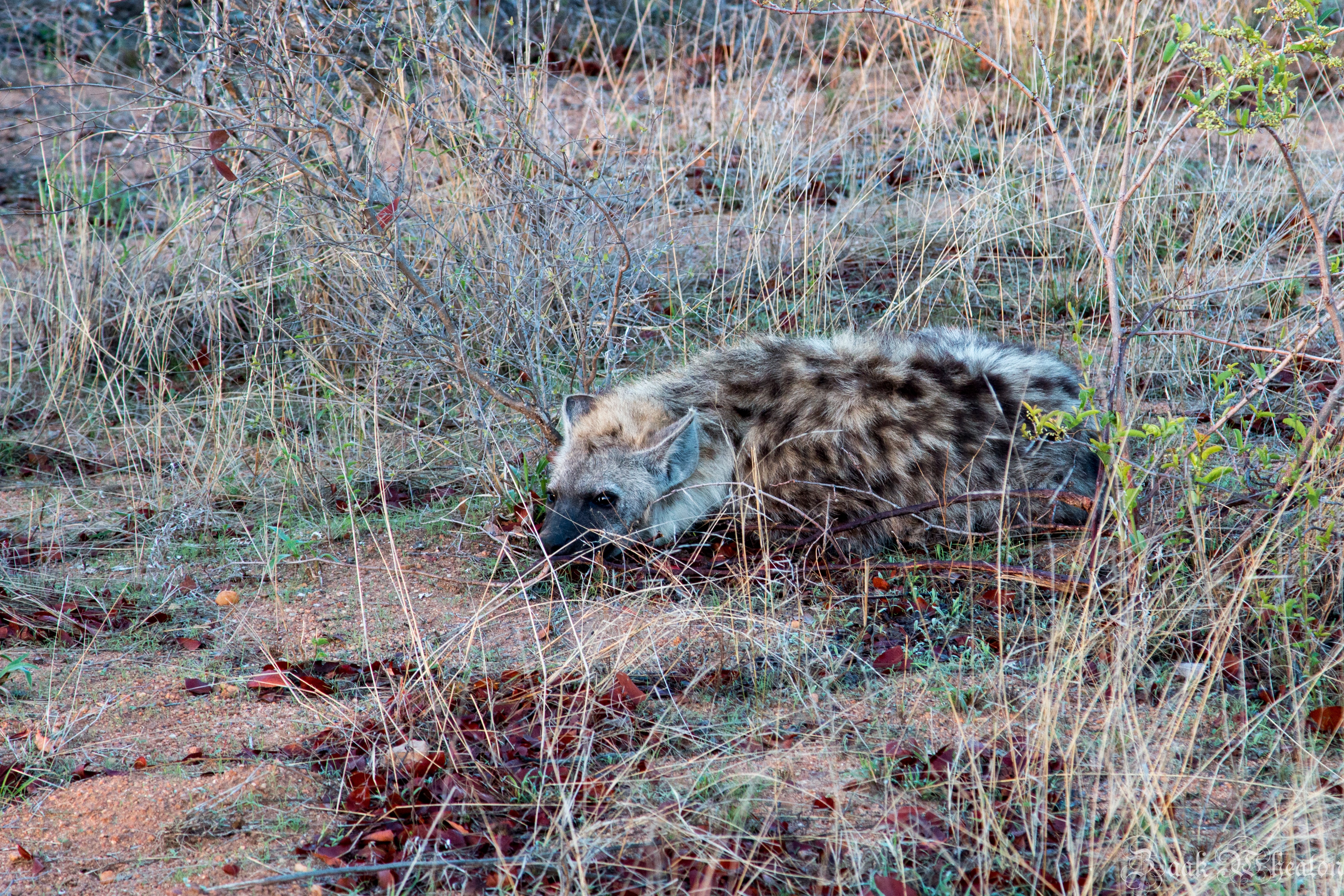 background image for - 5 Days -tanzania Luxury Safari 