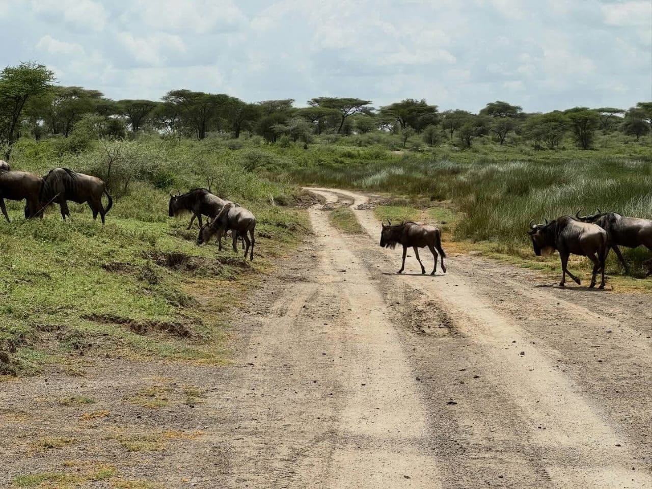 Image number 4 for  Tanzania Safari: Into The Heart Of Africa’s Wild Wonders