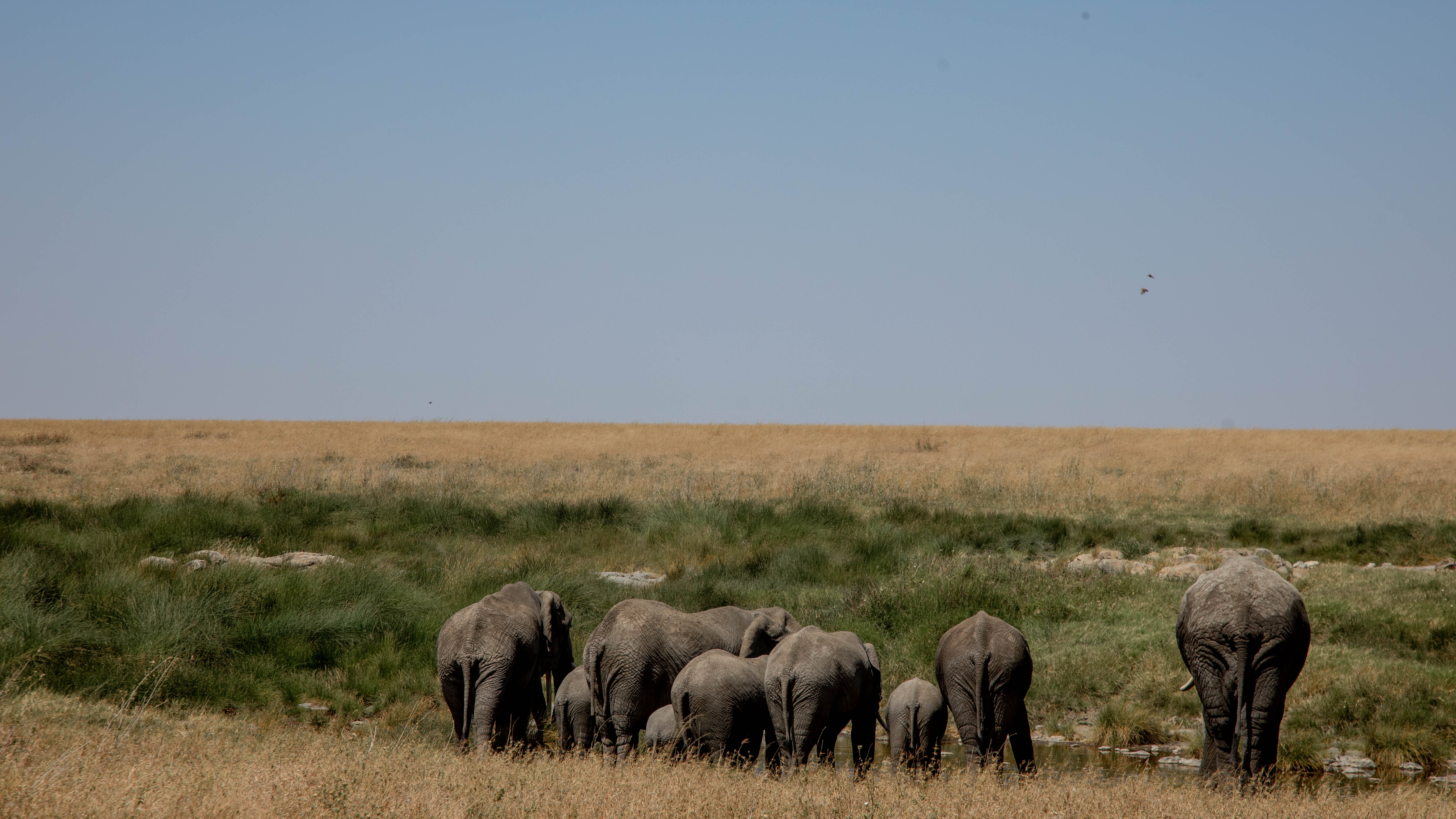 background image for - 2-Day Safari From Zanzibar