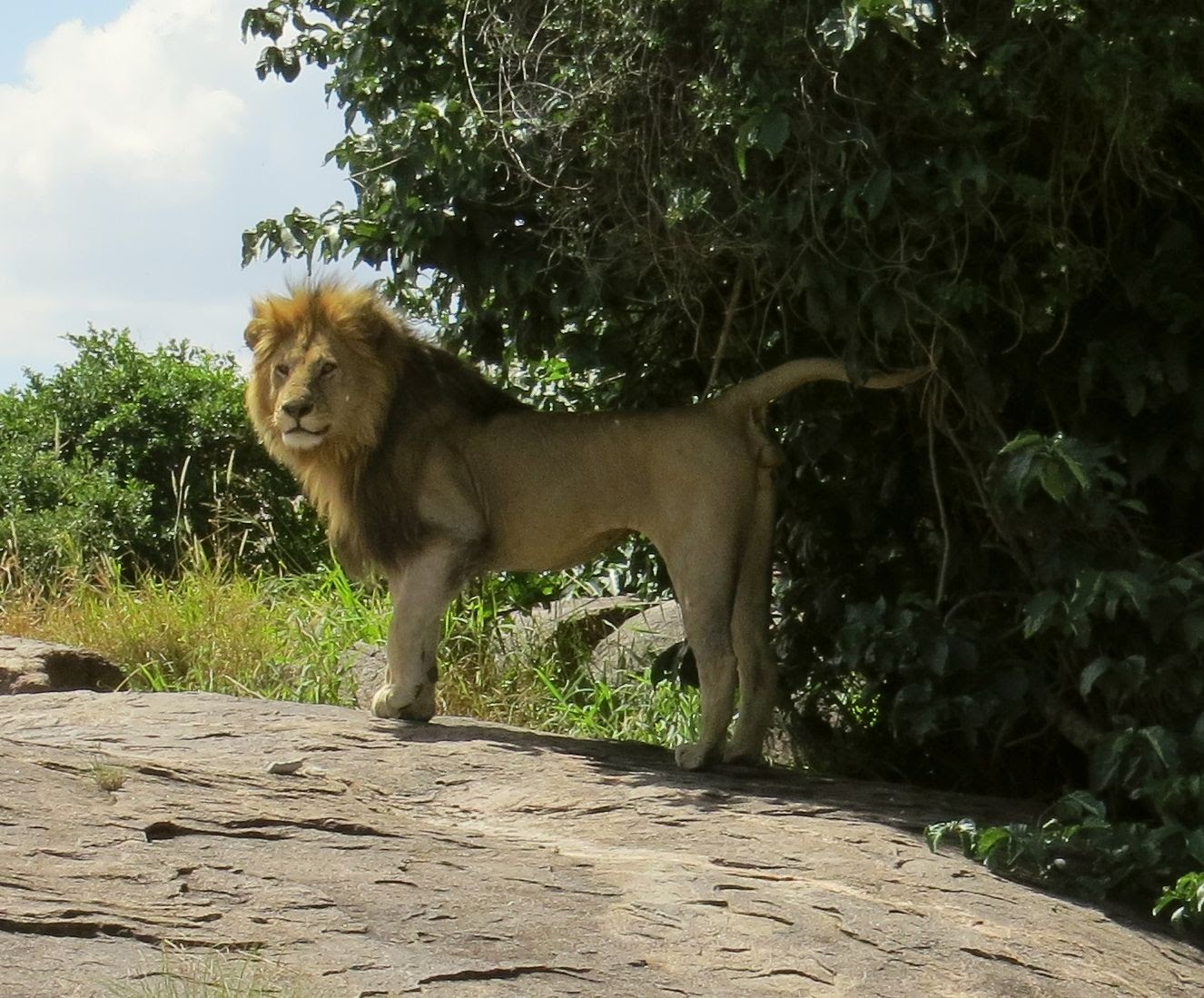 background image for - 3-Day Group to Serengeti & Ngorongoro