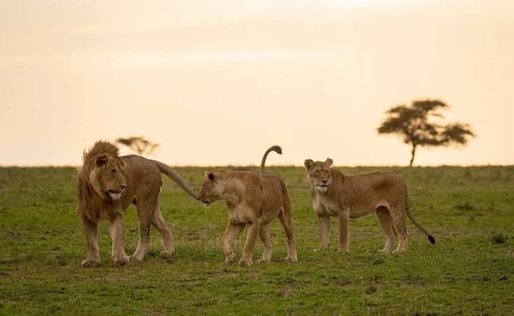 Image number 1 for The Ultimate 6-Day Safari: Aberdares To Masai Mara