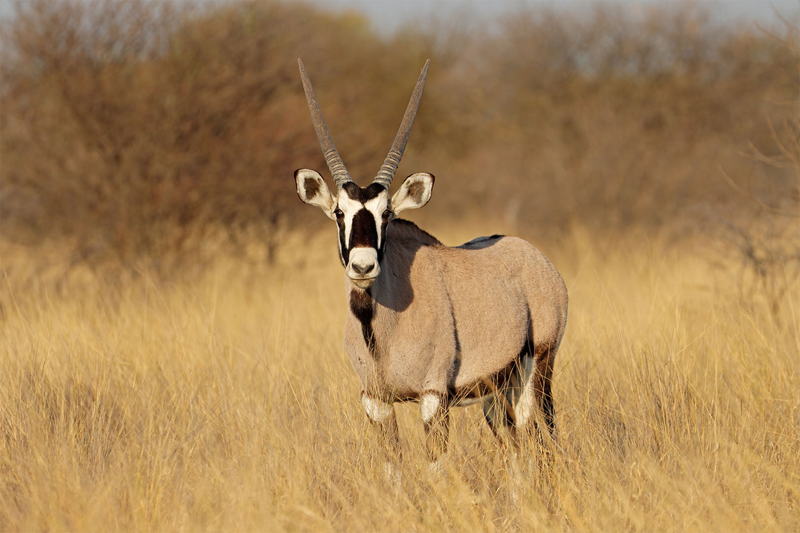 Image number 1 for 4 Days Camping Safari In Northern Zone