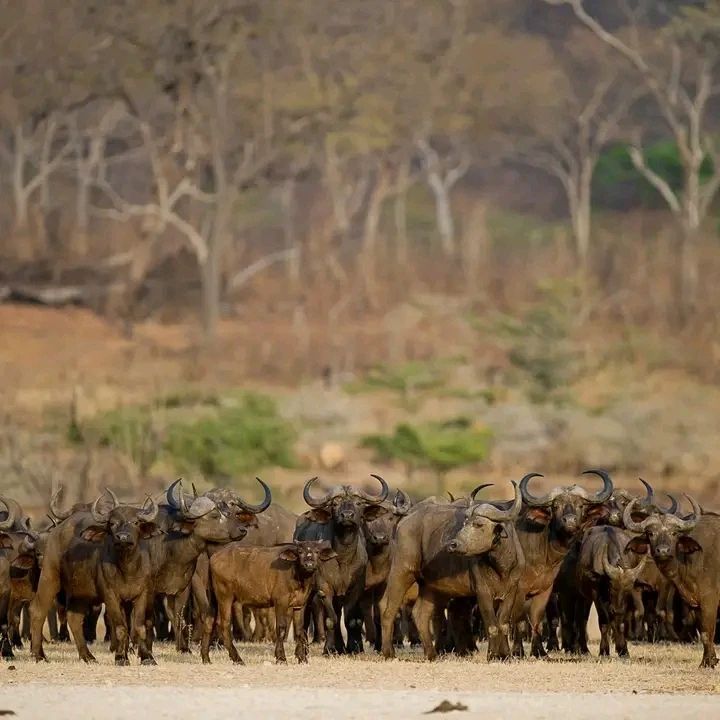 Image number 4 for Explore Untouched  Safari Parks In Tanzania, 