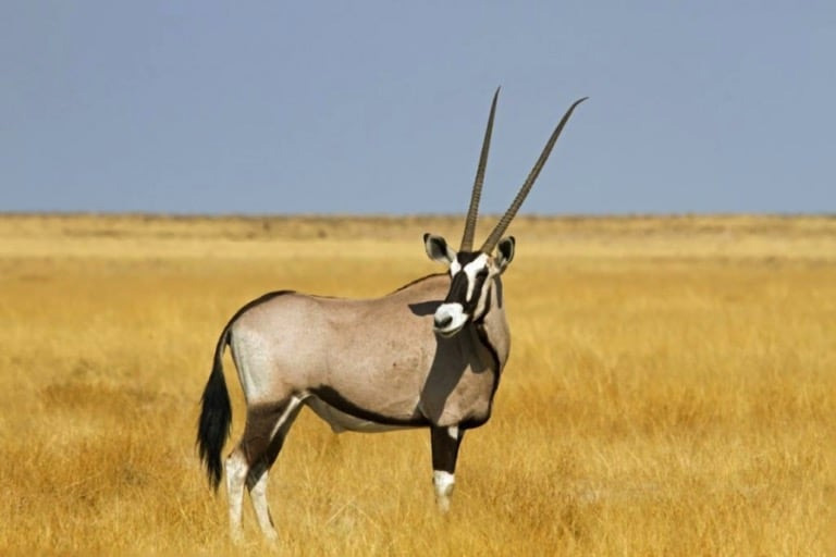 Image number 6 for 4 Days Camping Safari In Northern Zone
