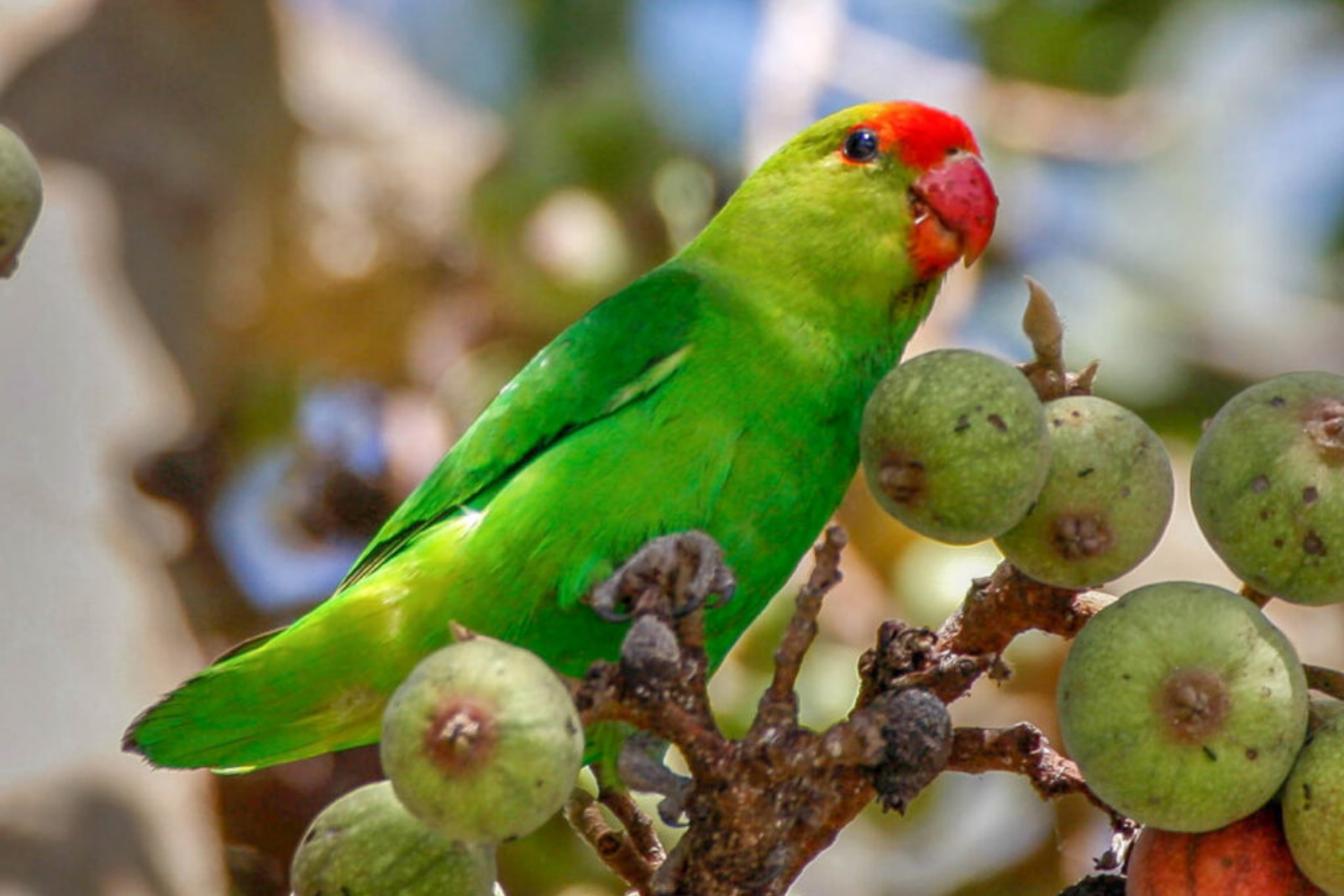Image number 11 for 11-Day Ethiopia Birdwatching Adventure & Photograph Tour