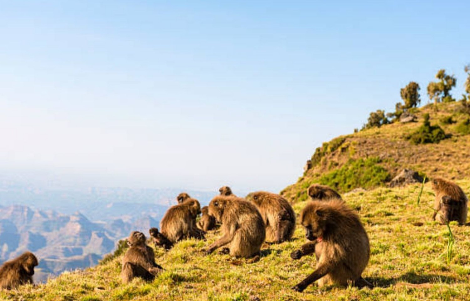 Image number 14 for 4 Days Simien Mountain Trekking & Wildlife Tour