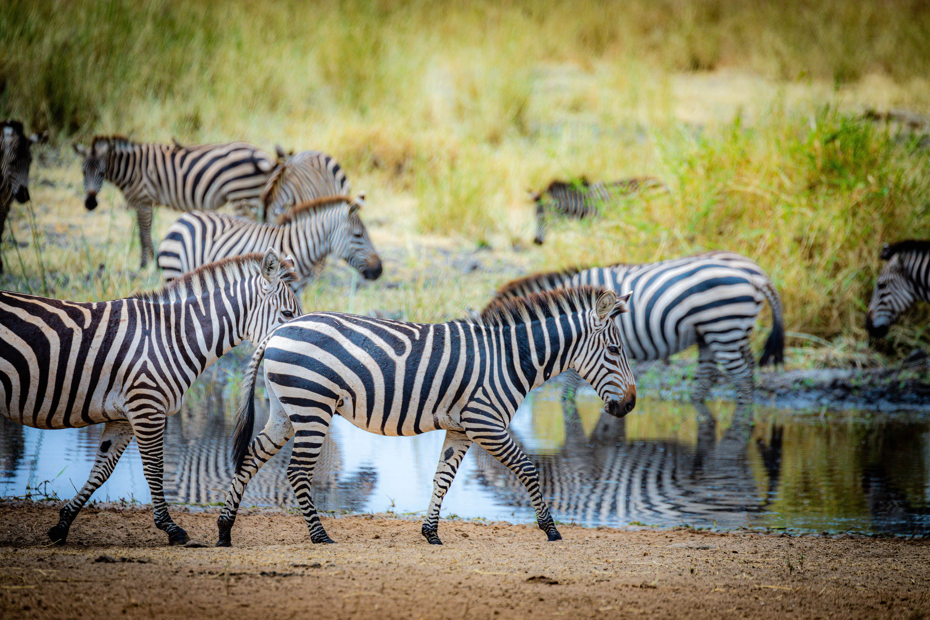 background image for - Day Safari And Cultural Experience In Tanzania