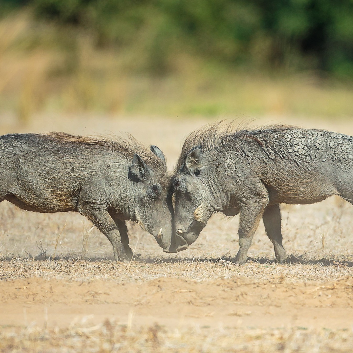 Image number 1 for 6-Day Kenya Safari For Couples Mid-range
