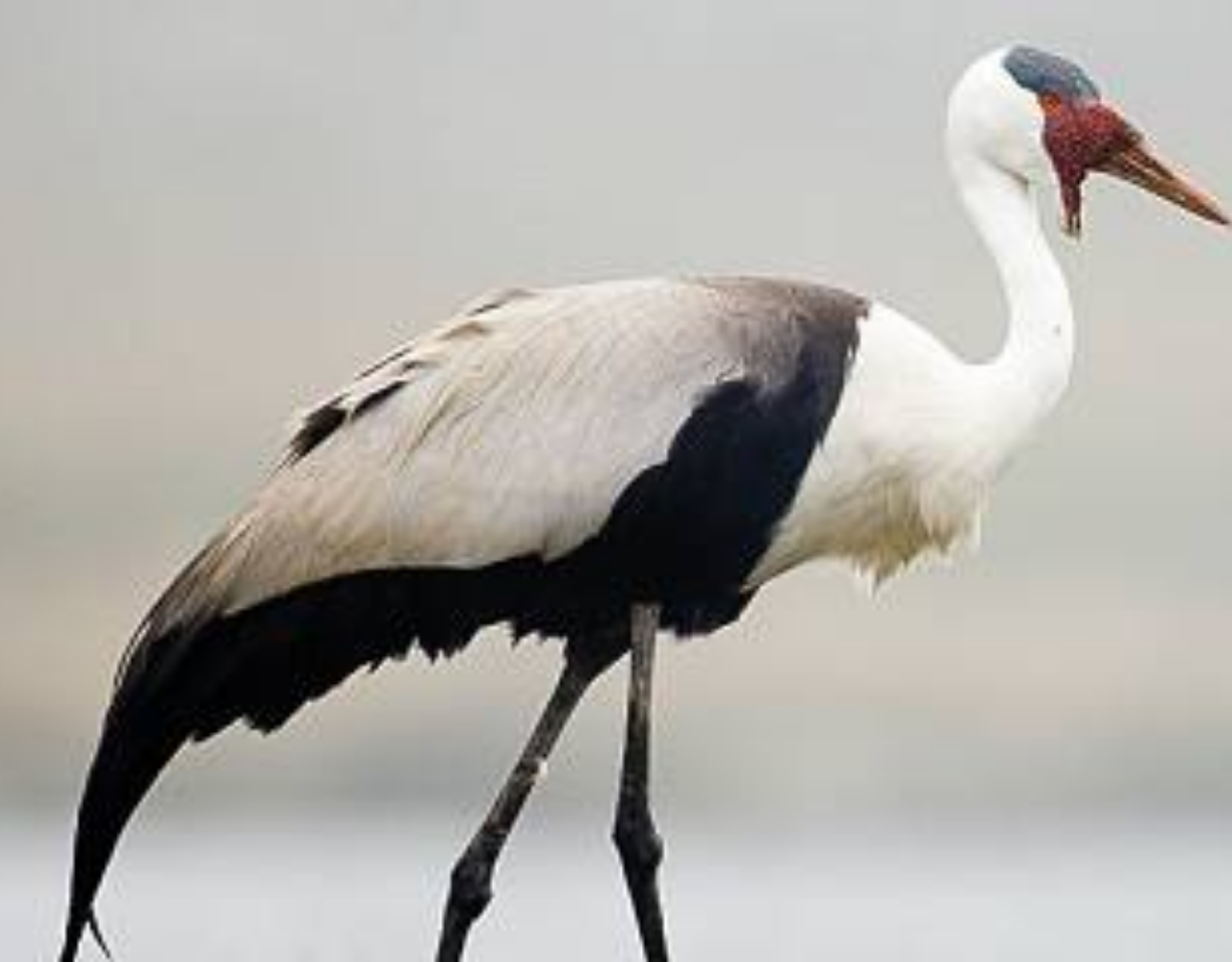 Image number 8 for 11-Day Ethiopia Birdwatching Adventure & Photograph Tour