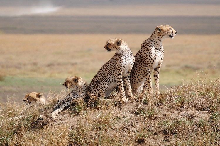 background image for - 2 Weeks Tanzania Honeymoon Safari 2026-2027