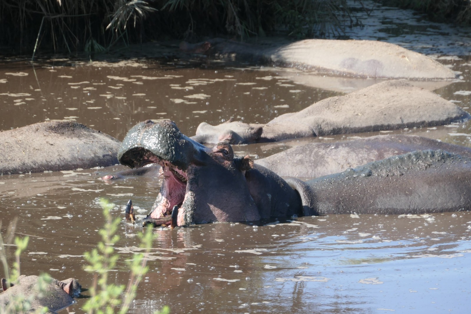 background image for - 6 Days Tanzania Private Safari Tour Package 