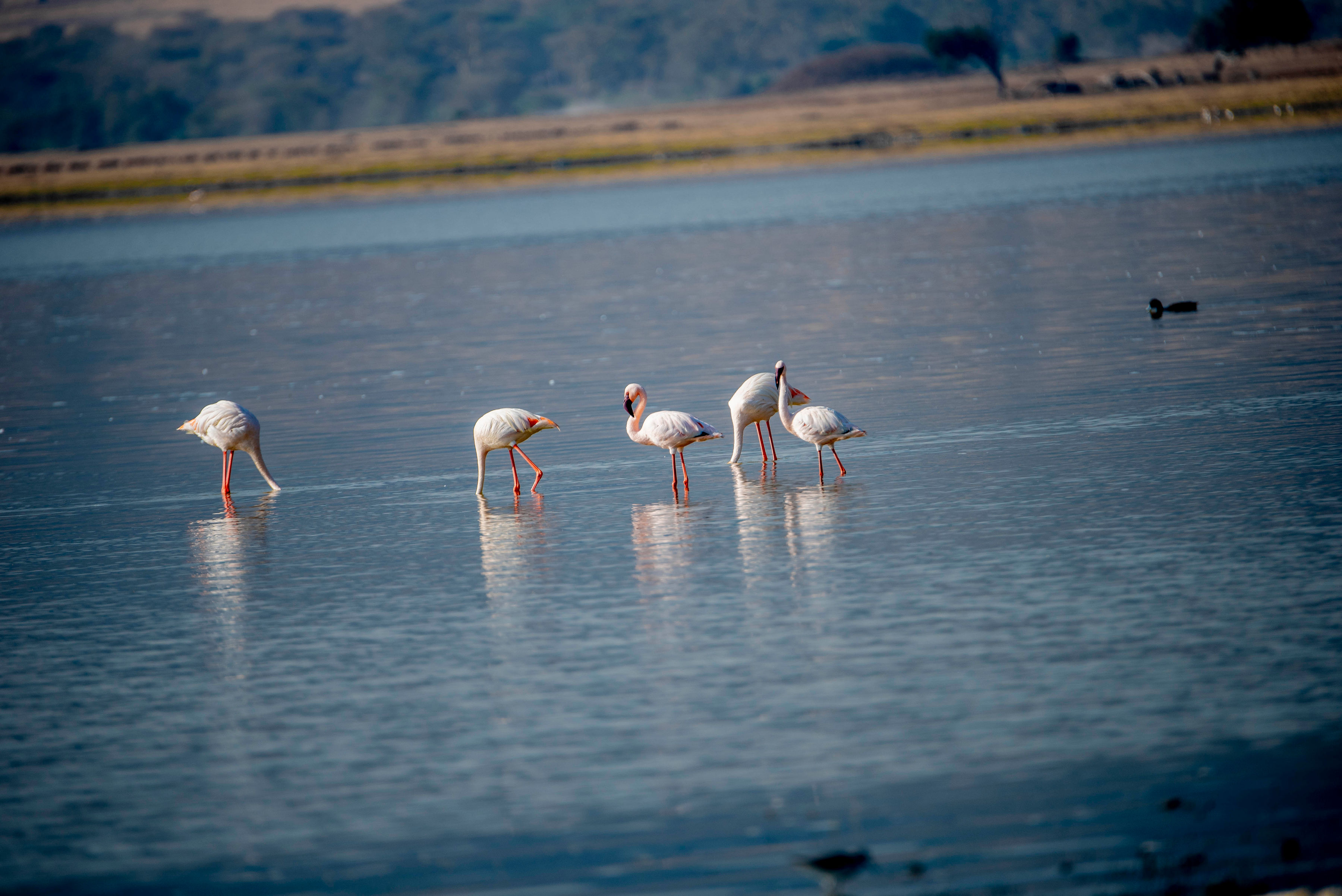 Image number 6 for Romantic Tanzania Luxury Honeymoon Safari