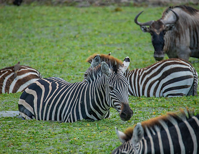 Image number 3 for  Tanzania Safari To Tarangire, Serengeti, Ngorongoro And Manyara 