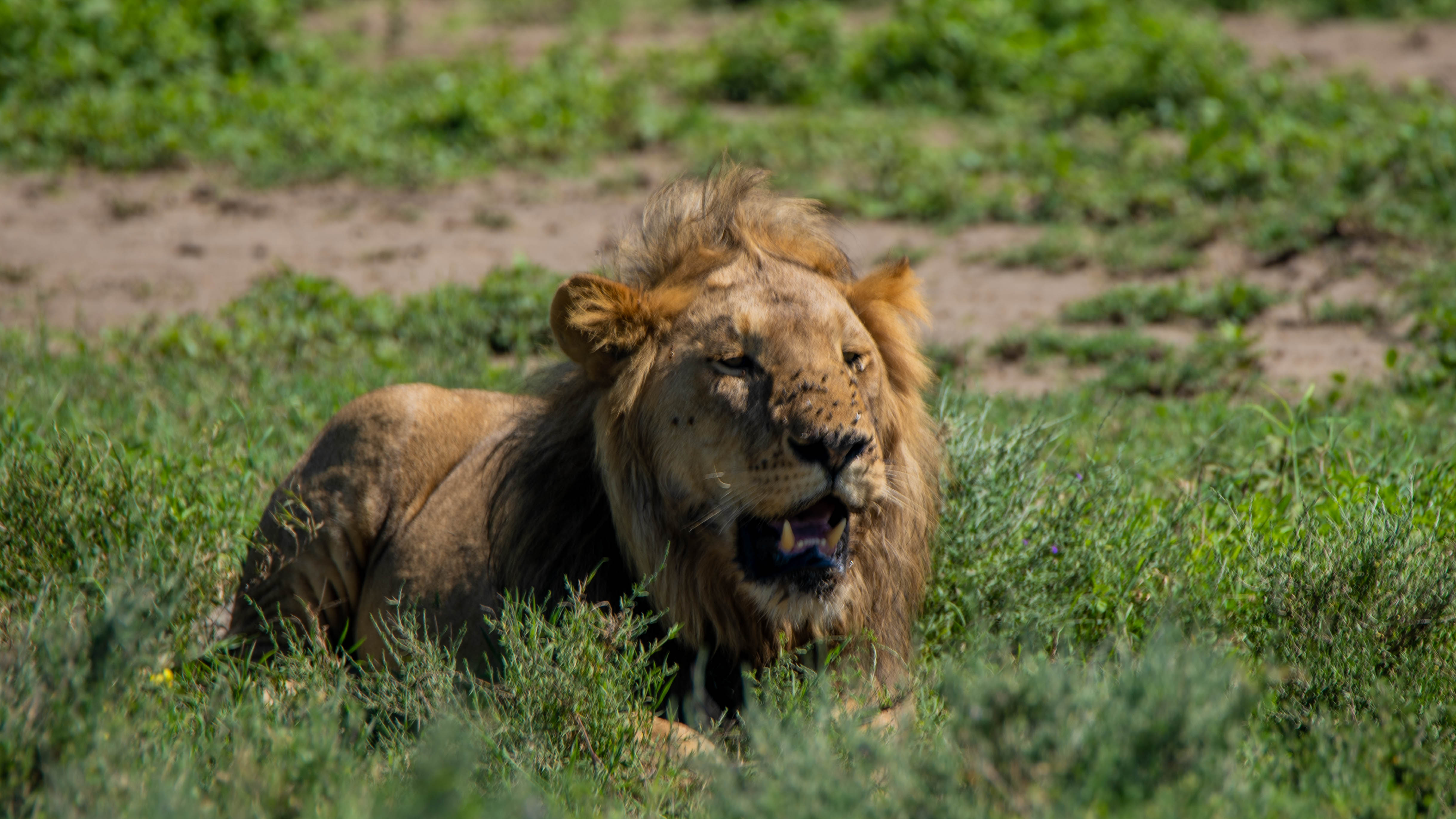 Image number 1 for 4 Days Group Shared Safari