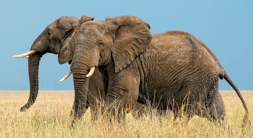 background image for - 1-Day Tanzania Safari To Tarangire Np
