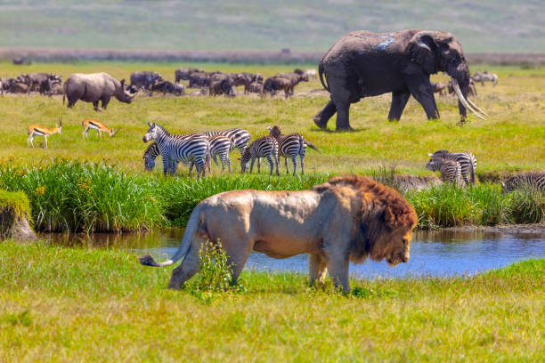 background image for - 3 Days Tanzania Luxury Safari 