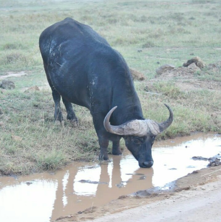 background image for - 6-Day Adventurous Tanzania Safari