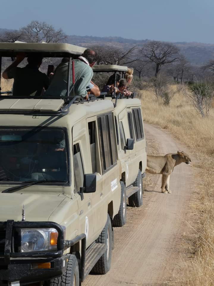 background image for - Day Trip Trekking Kilimanjaro