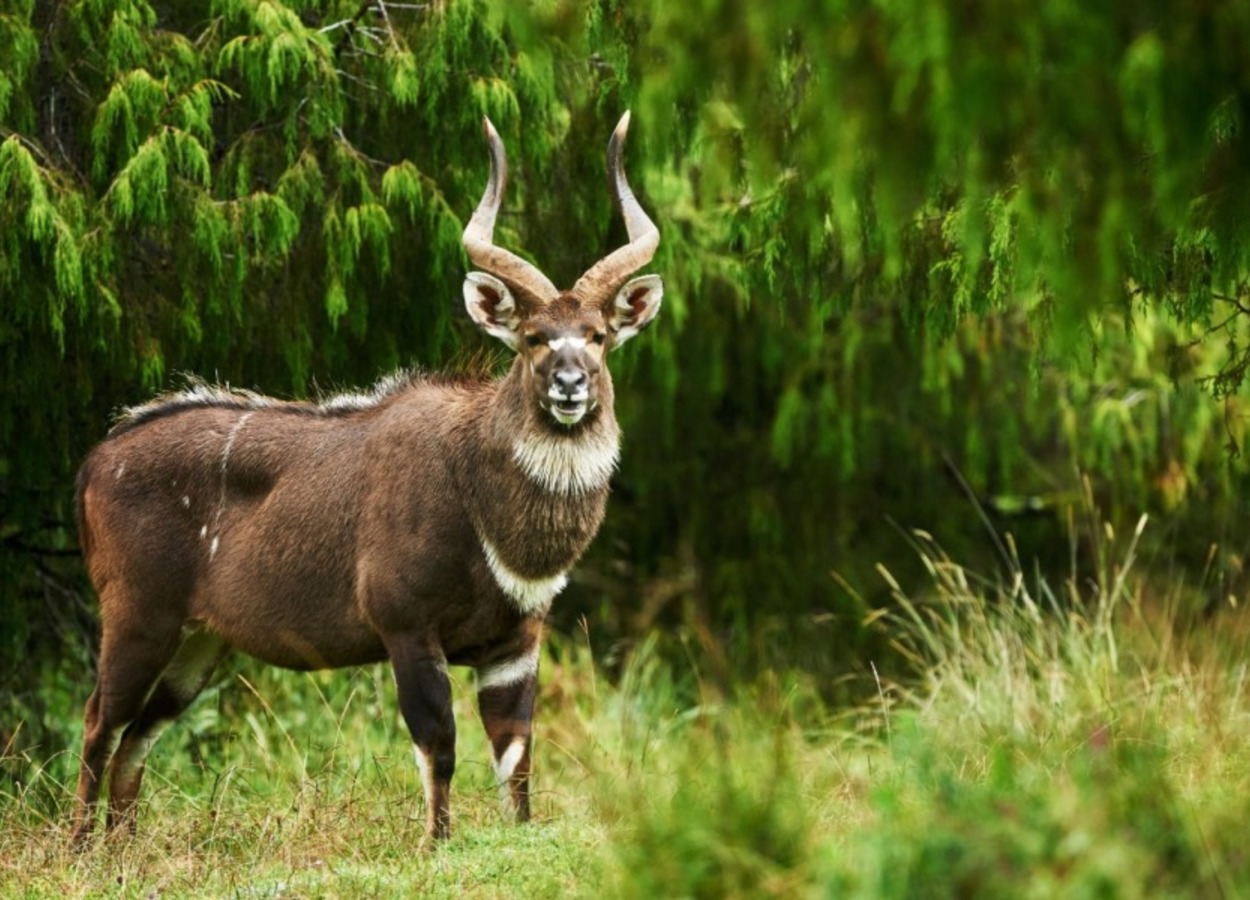 Image number 2 for 4 Days Bale Mountain  Safari Tour   