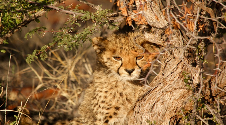 Image number 4 for 3 Days Tanzania Private Safari 2026-2027