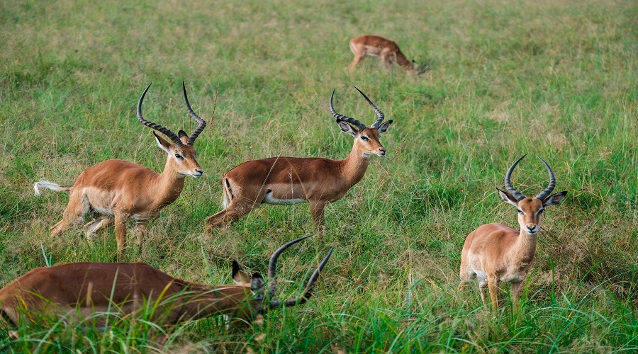 Image number 4 for 3 Days Tanzania Luxury Safari 2026-2027