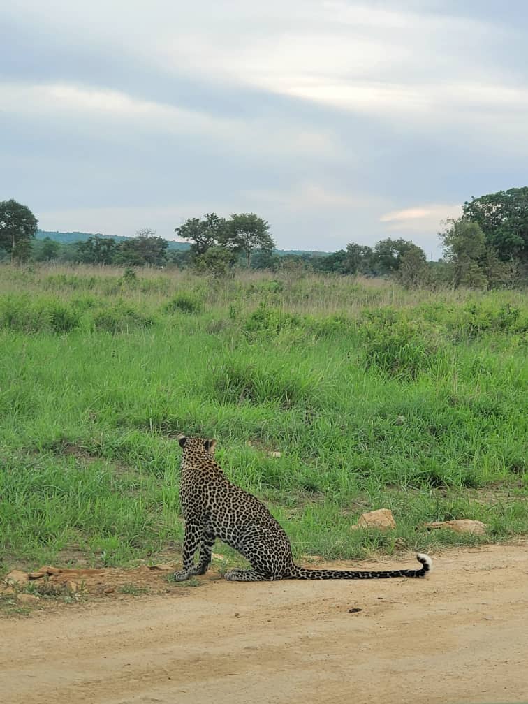 Image number 2 for 5 Day : Explore Ruaha National Park From Dar-es-salaam