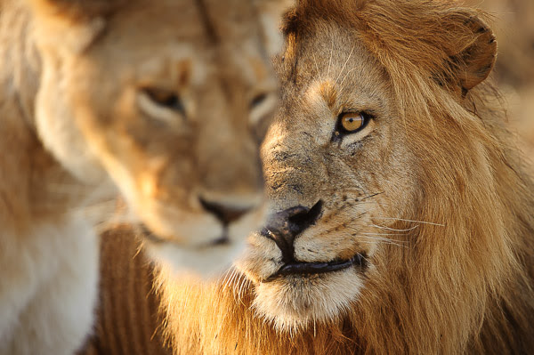 Image number 3 for 3 Days Adventure Safari To Nyerere National Park