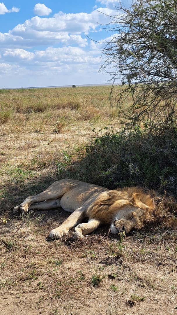 Image number 4 for Tanzania Classic Safari