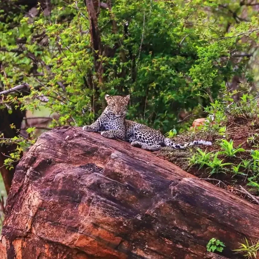 background image for - Joining Safari 