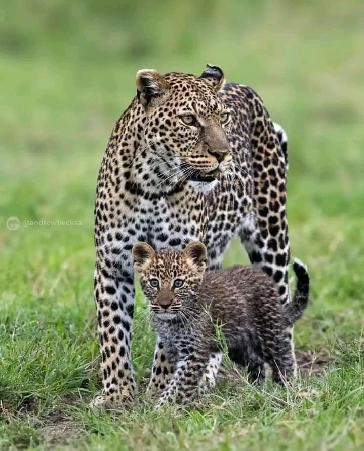 background image for - Days Luxury Tanzania Safari.