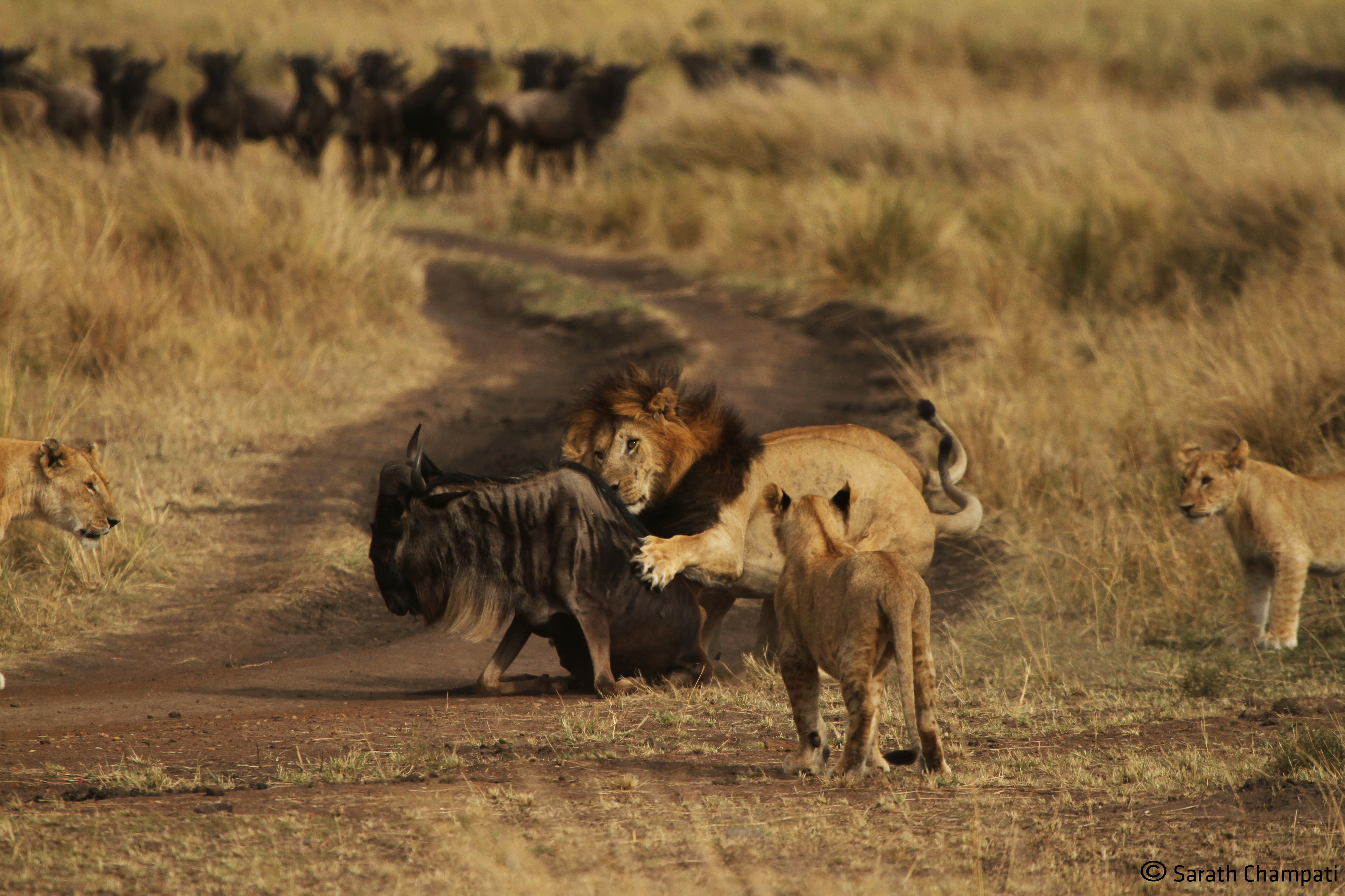 background image for - 4-Days Wildlife Wonders Adventure Through Tanzania