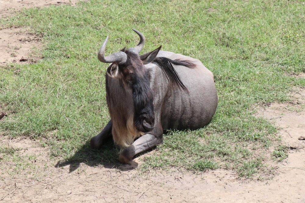 Image number 1 for 8 Days Nakuru, Masai Mara, Serengeti, Ngorongoro & Amboseli Safari: