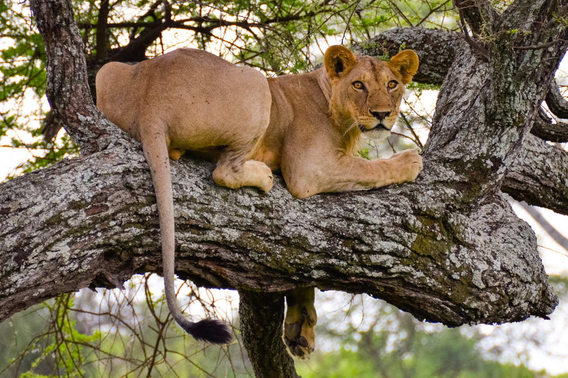 Image number 3 for 7-Day Great Shared Safari Journey