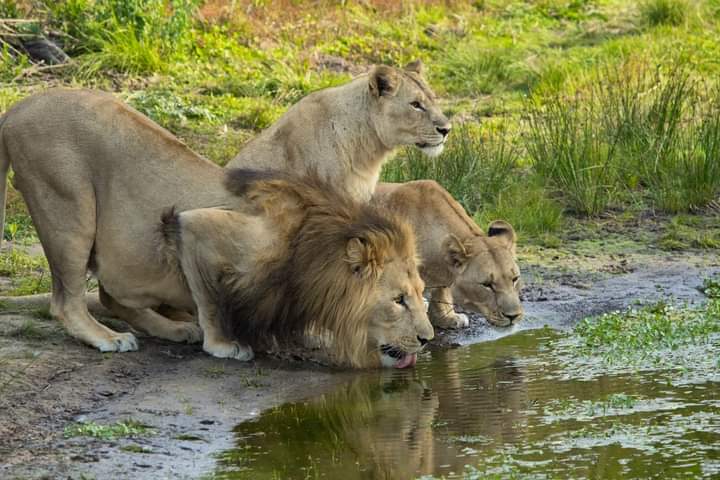 background image for - 3-Day Maasai Mara Getaway: Safari, 