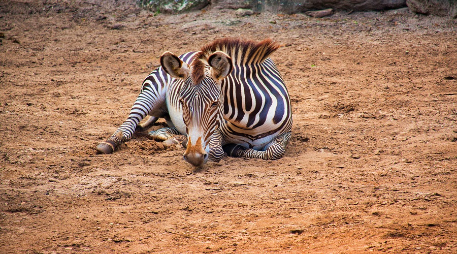 Image number 4 for 4 Days Tanzania Luxury Safari 2026-2027