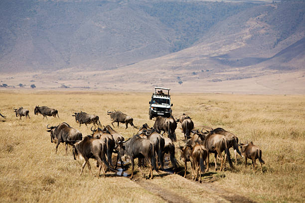 background image for - Best 7 Days Safari In Tanzania