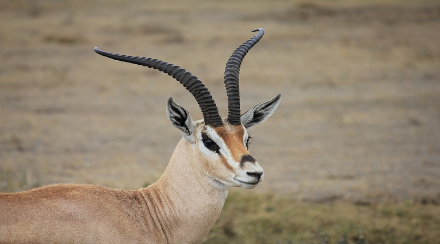 Image number 4 for 6 Days Tanzania Luxury Safari 2026-2027