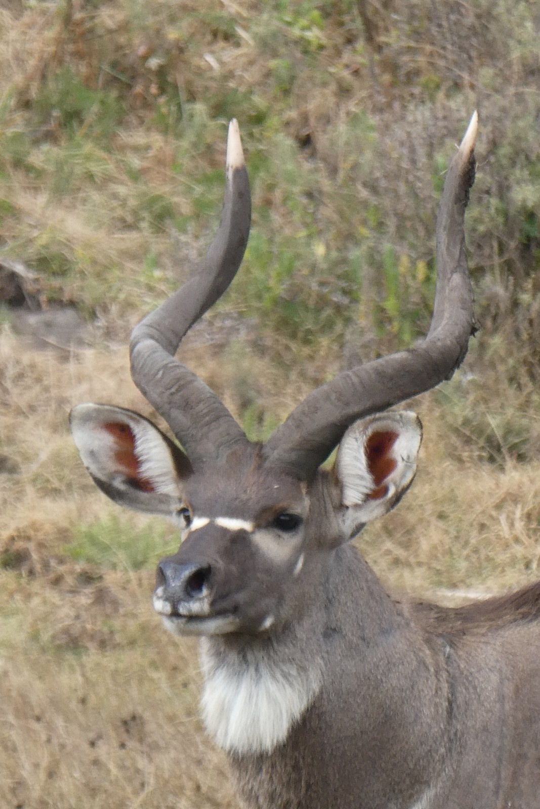 Image number 11 for 4 Days Bale Mountain Wild Life & Game Drive Tour