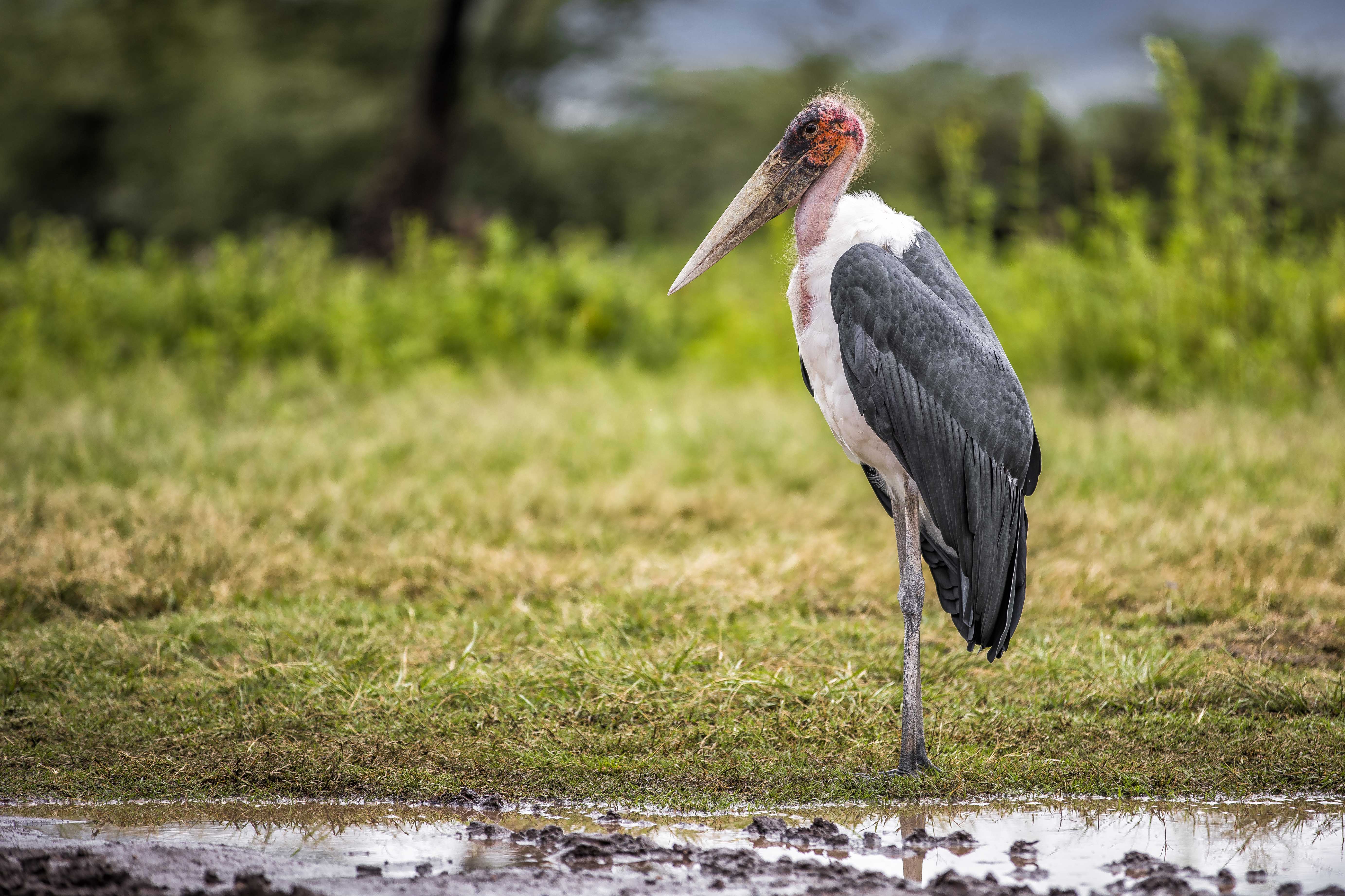 Image number 1 for Picturesque Trip to Tarangire