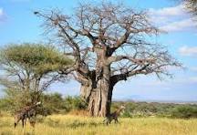 Image number 1 for  Hiking Adventure Kilimanjaro Tarangire &ngorongoro