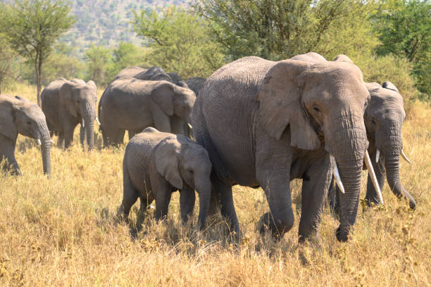 background image for - Tarangire Day Trip From Arusha