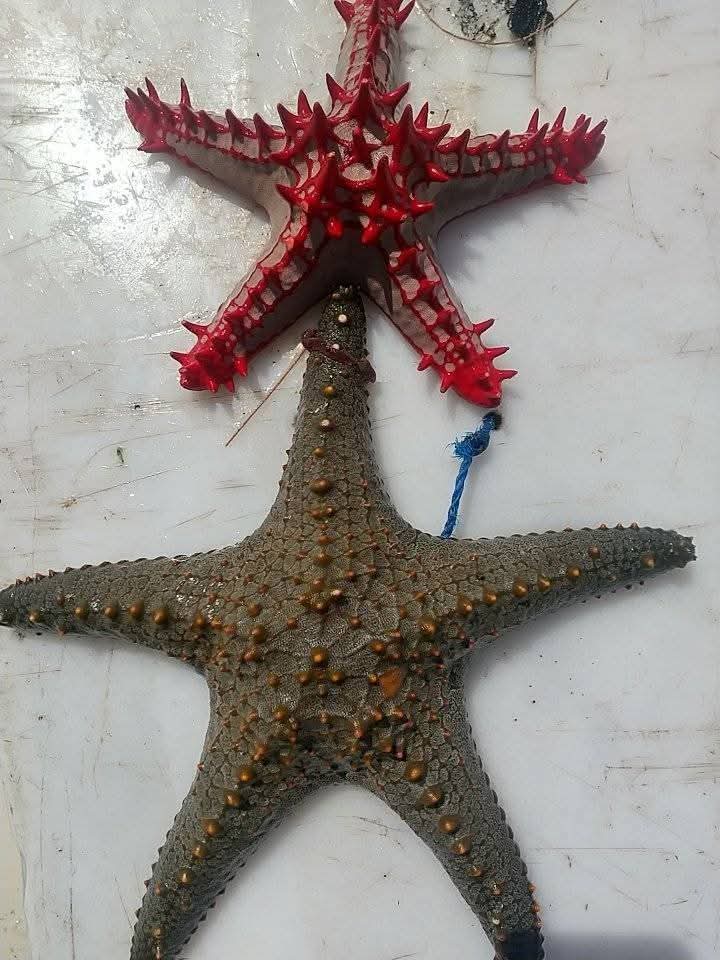 Image number 10 for Luxury Zanzibar Escape