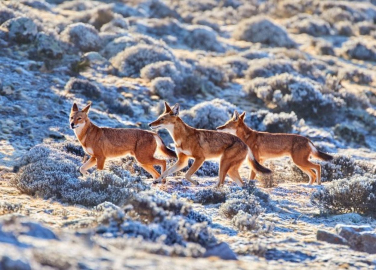 background image for - 4 Days Bale Mountain  Safari Tour   