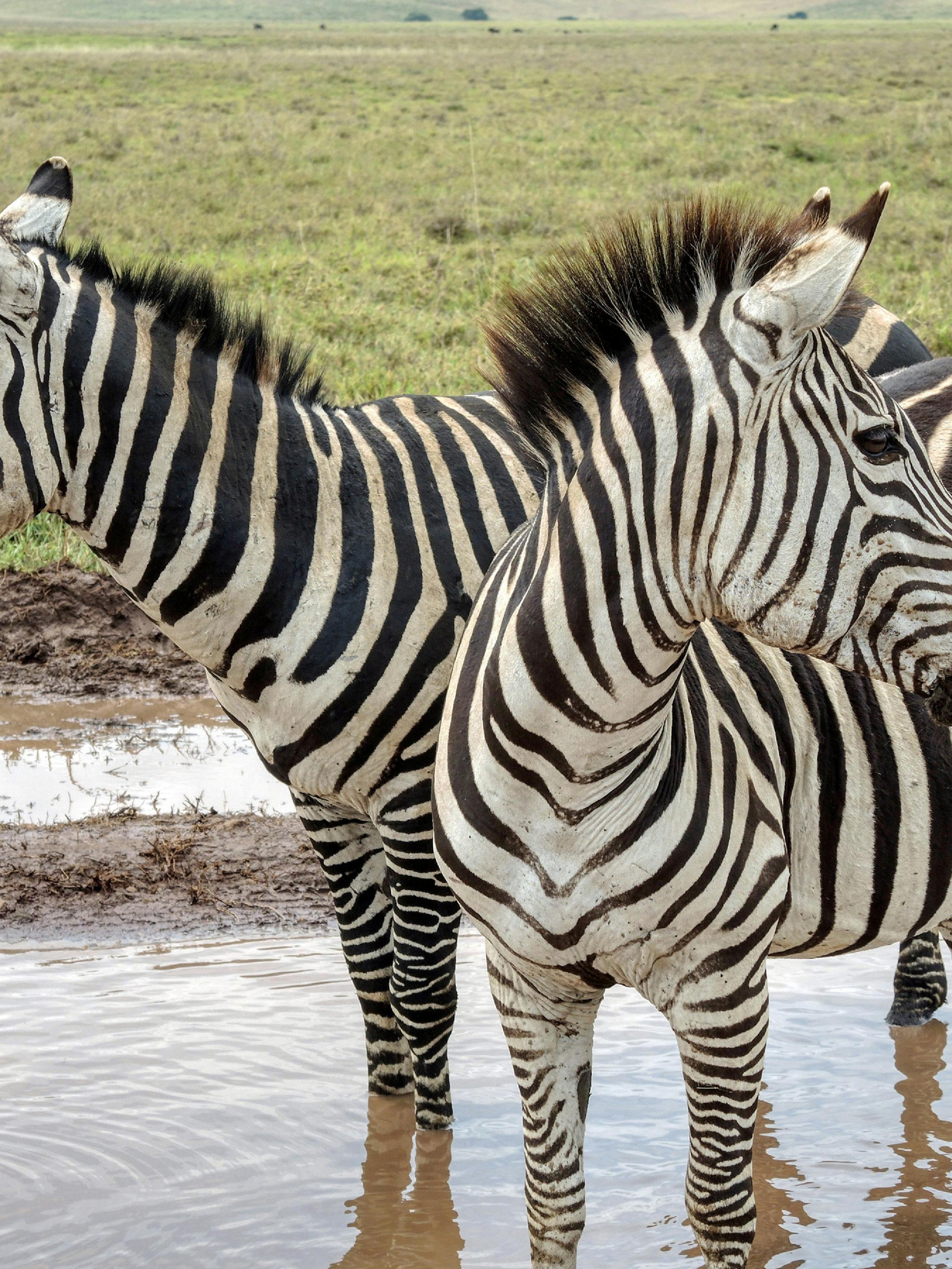 background image for - Lake Manyara Day Trip