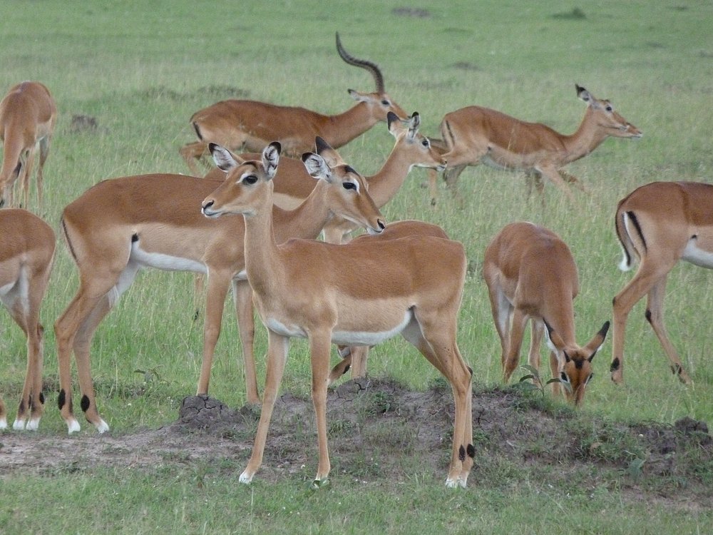 Image number 10 for  3 Days Masai Mara Big Five Safari