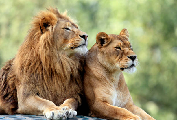 Image number 2 for The Best 4-Day Big Five Safari To Tanzania