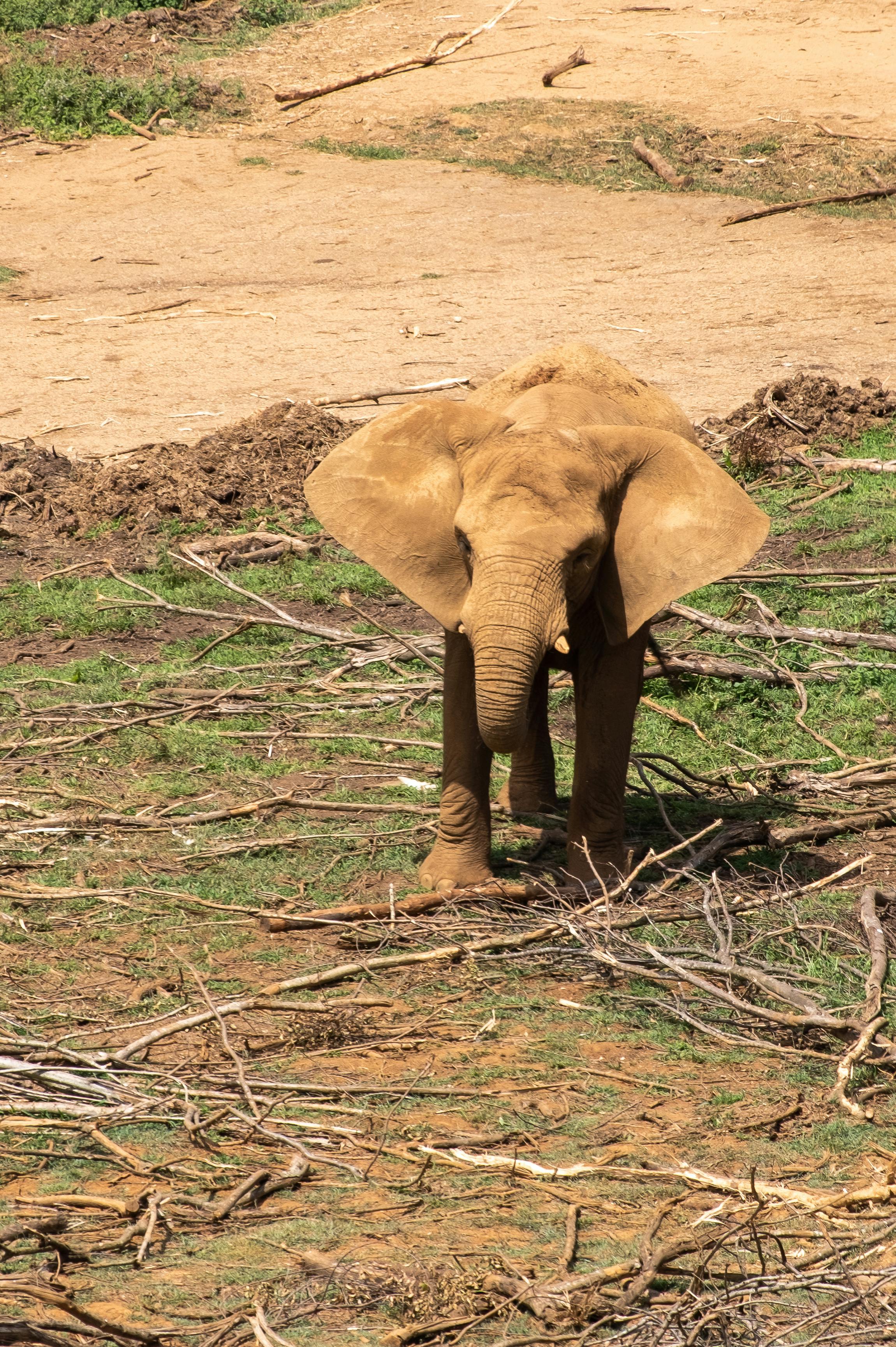 background image for - 2-Day Adventure In Ruaha National Park