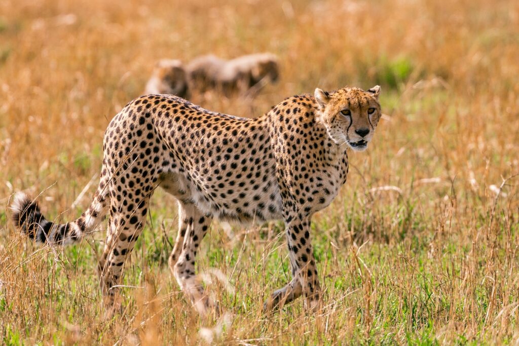 background image for - 4 Days Tanzania Migration Safari