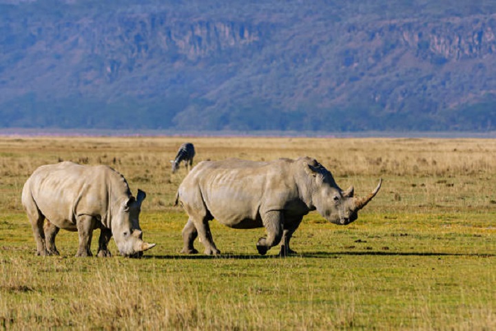 Image number 4 for The Best 4-Day Big Five Safari To Tanzania